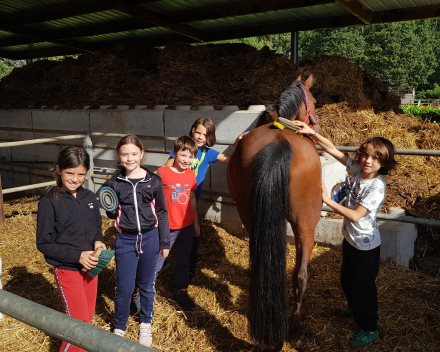 Werelddierendag: naar de paarden bij Cisse!