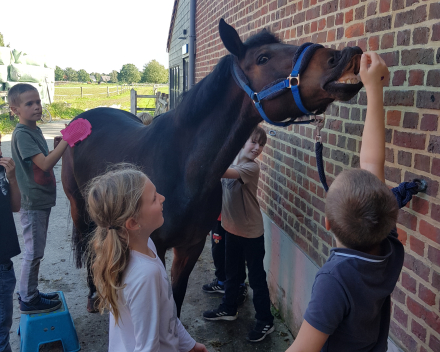 Werelddierendag: naar de paarden bij Cisse!