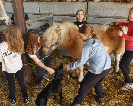 Werelddierendag: naar de paarden bij Cisse!