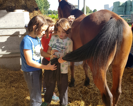 Werelddierendag: naar de paarden bij Cisse!