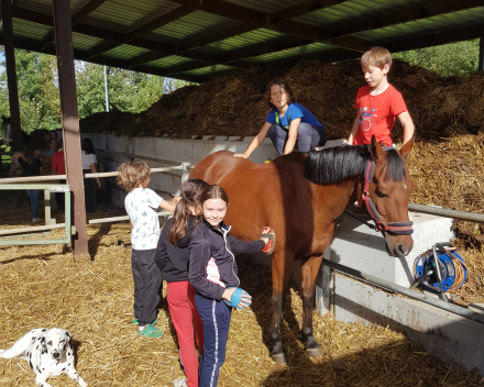 Werelddierendag: naar de paarden bij Cisse!