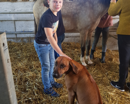 Werelddierendag: naar de paarden bij Cisse!