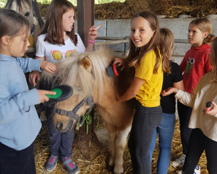 Werelddierendag: naar de paarden bij Cisse!