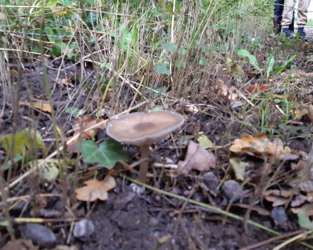 Herfstwandeling