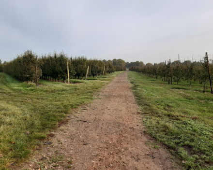 Herfstwandeling