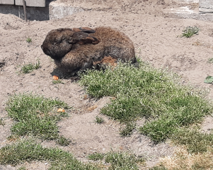 Uitstap naar de tuin van de juf