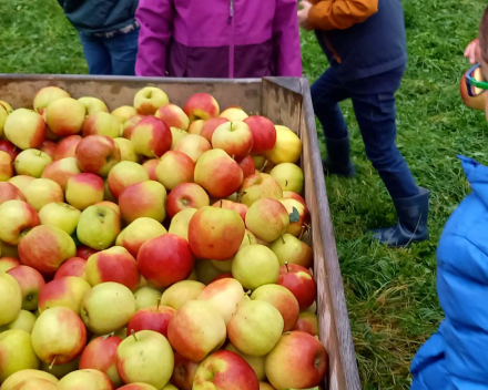 Naar de appelboer.