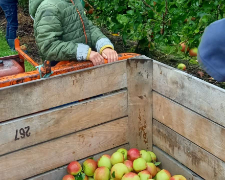 Naar de appelboer.