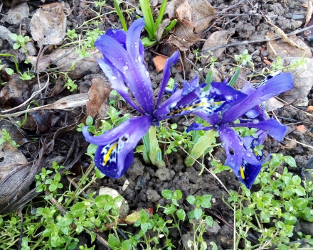 Laat alle bloemen bloeien, we zingen samen hand in hand en jagen koude uit het land...